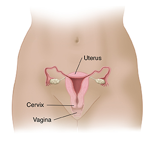 Front view of pelvic area showing cross section of uterus, cervix, and vagina.