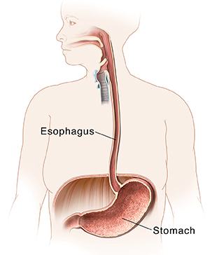 Outline of woman showing mouth, esophagus, and stomach.