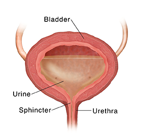 Cross section of bladder with urine.