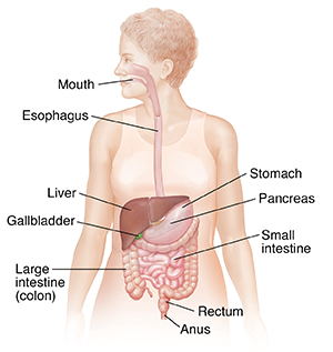 Front view of female outline showing digestive system.