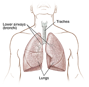  Front view of a male torso showing the vocal cords, larynx, lymph nodes; trachea; bronchi, and lungs..