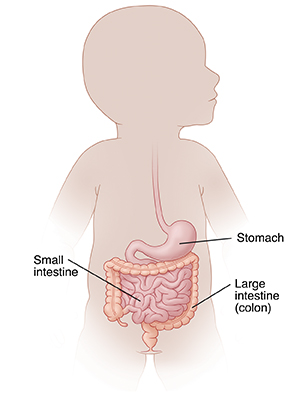 Outline of infant showing digestive tract.