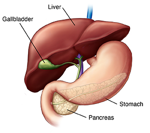 Front view of liver, gallbladder, stomach, and pancreas.