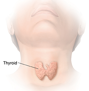 Front view of head and neck showing thyroid.