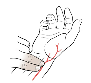 Hand palm side up showing location of radial artery, with two fingers from opposite hand taking radial pulse.