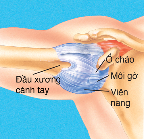 Nhìn từ mặt trước khớp của xương vai cùng với các bắp thịt.