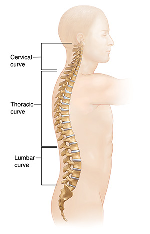 Side view of male torso showing spine.