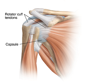 Front view of shoulder joint with muscles.