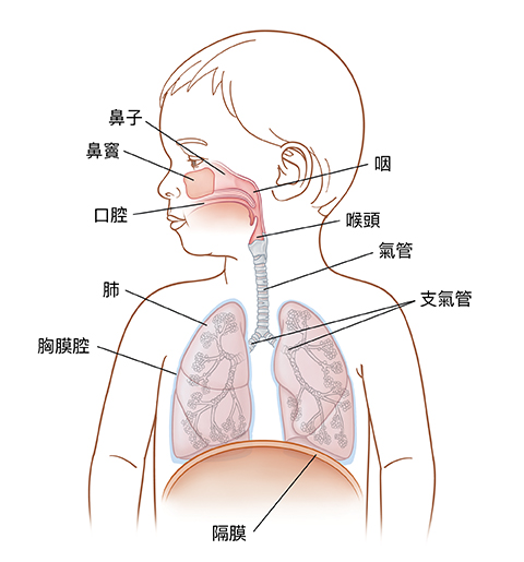 兒童頭部轉向一側的前視圖，顯示上下呼吸系統。