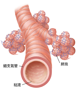 細支氣管和肺泡的特寫視圖。