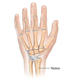 Back view of hand showing bones and ligaments.