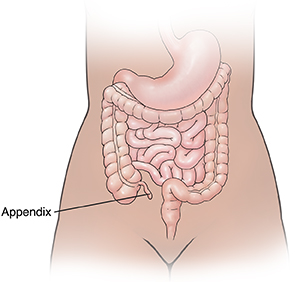 Front view of female outline showing digestive system. 