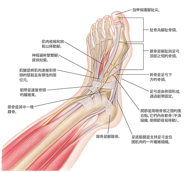 腳的頂視圖，顯示了腳的肌肉、骨骼、肌腱、韌帶和神經。指甲保護腳趾尖。趾骨為腳趾骨頭。蹠骨是腳趾與足弓頂部之間的骨頭。跗骨是足弓下方的骨頭。足弓是由骨頭形成，通過韌帶固定。關節是兩根骨頭之間的匯合點。它們內有軟骨（平滑組織，使關節容易移動）。足底筋膜是支持足弓並包圍肌肉的一片纖維組織。 跟骨是腳跟骨。距骨是其中一塊踝骨。韌帶是連接骨頭的纖維束。肌腱是將肌肉連接到骨頭的堅韌且有彈性的限位元。神經提供知覺。肌肉收縮和放鬆以移動。