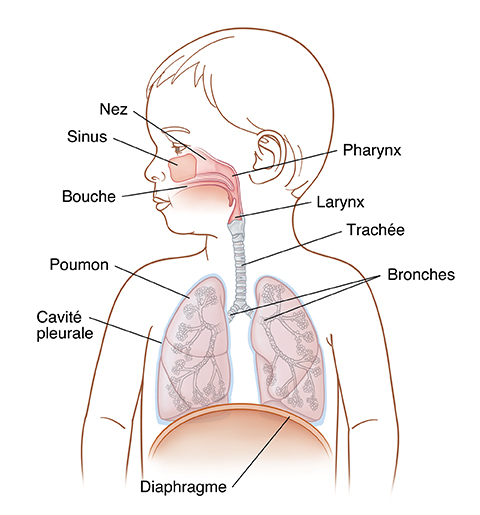 Vue antérieure de l'enfant, tête tournée sur le côté, montrant le système respiratoire supérieur et inférieur.